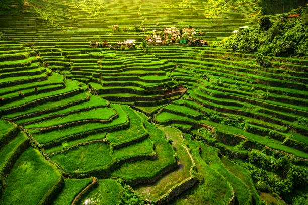 Rice Terraces